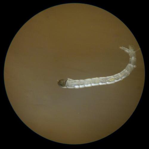 Réf. 304 003 : Tanypodinae inconnu